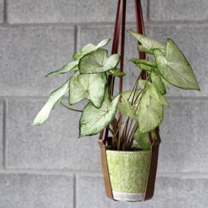 Leatherhanger-001